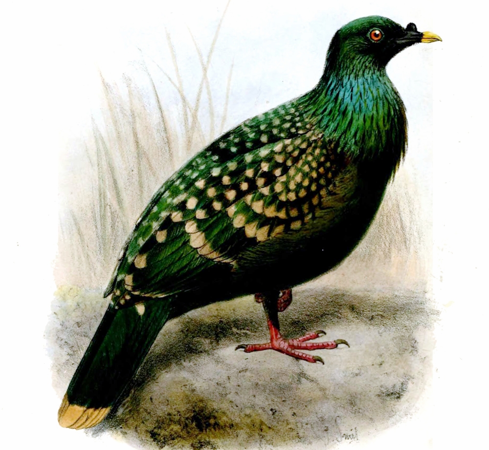 Recently Extinct Animals - Liverpool pigeon