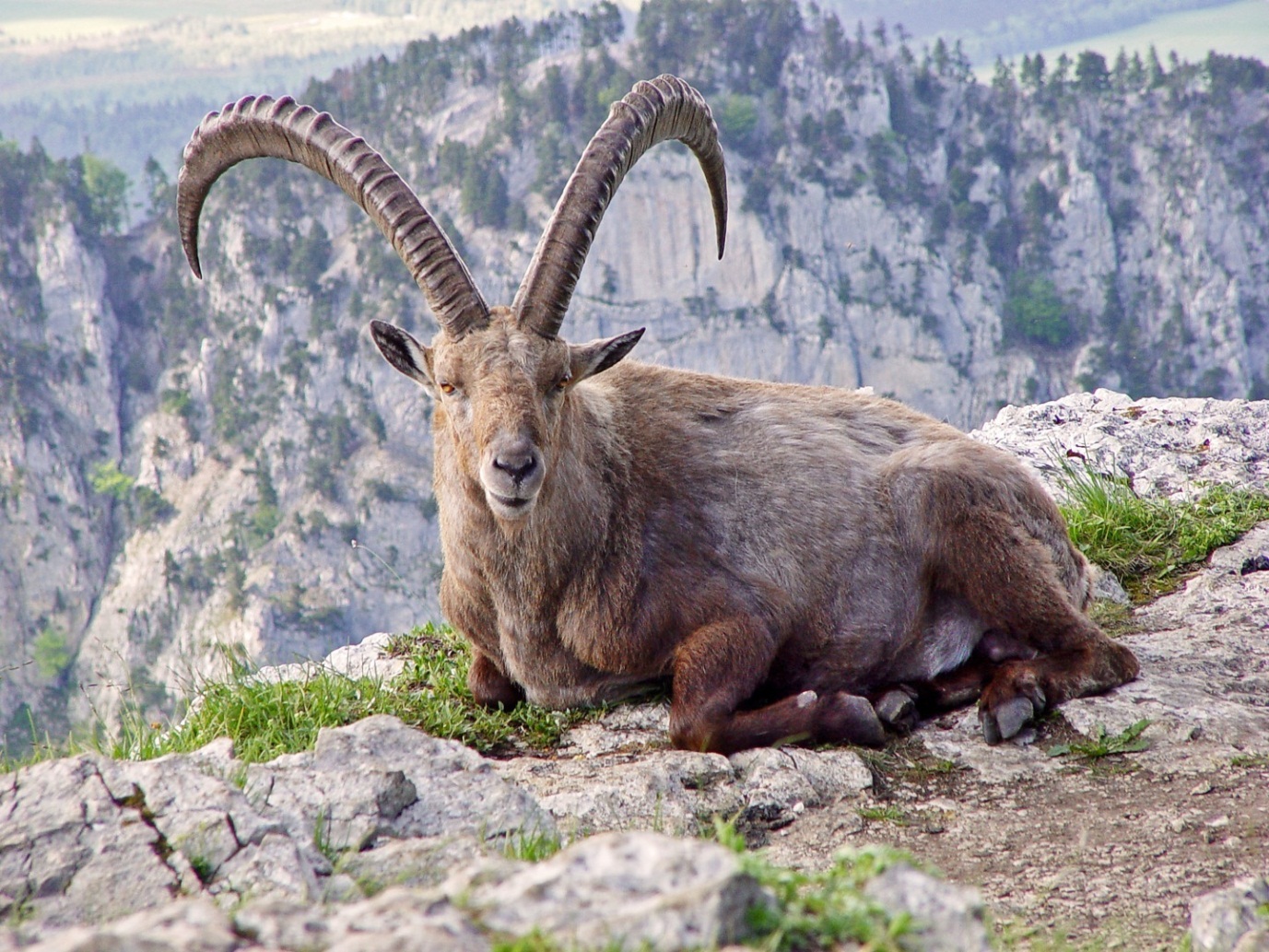 Recently Extinct Animals - Pyrenian Ibex