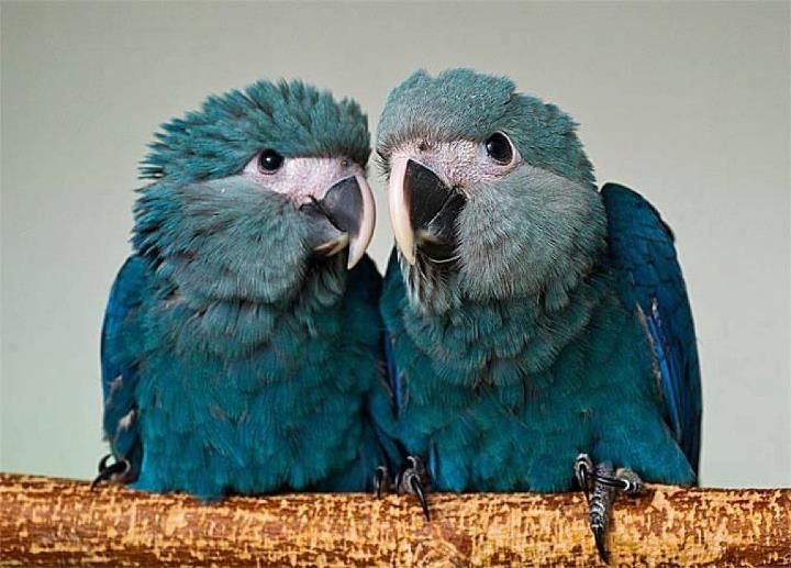 Recently Extinct Animals - Spix's Macaw