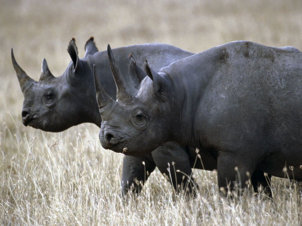 Recently Extinct Animals - West African Black Rhino