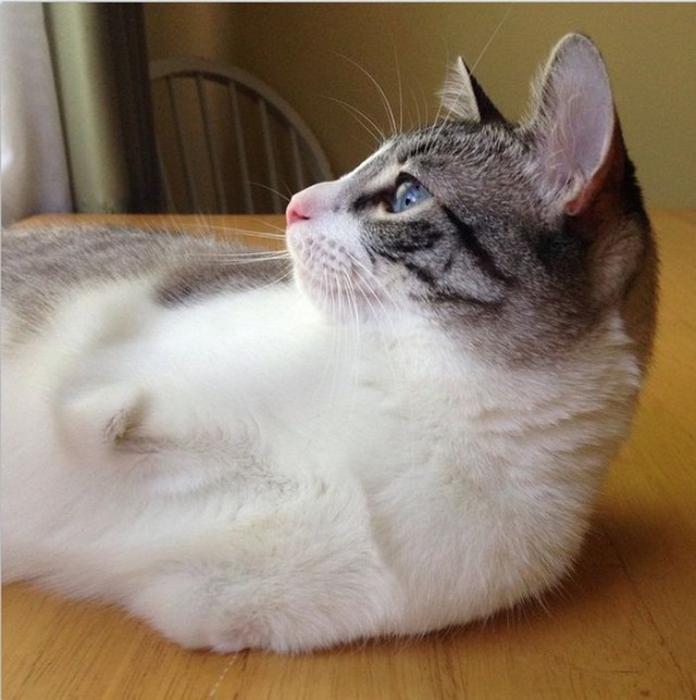 Roux - Bunny Cat - Looking Wistfull