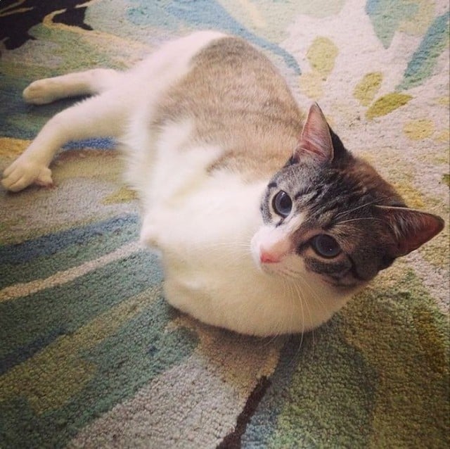 Roux - Bunny Cat - On The Rug