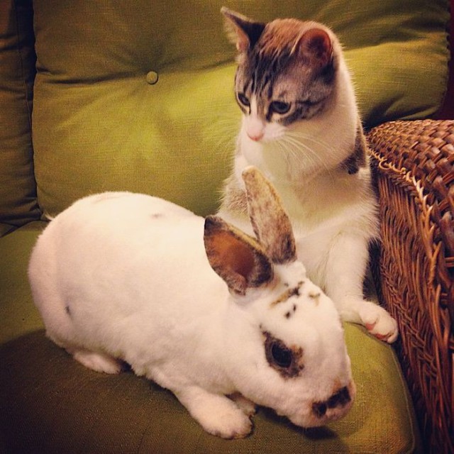 Roux - Bunny Cat - With Her Namesake