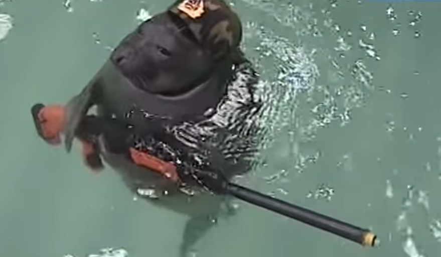 Training Seals Russian Military - Warrior Seal