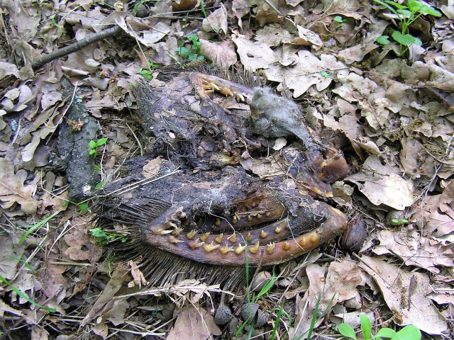 Weird Thing Dead Moscow Forest 3