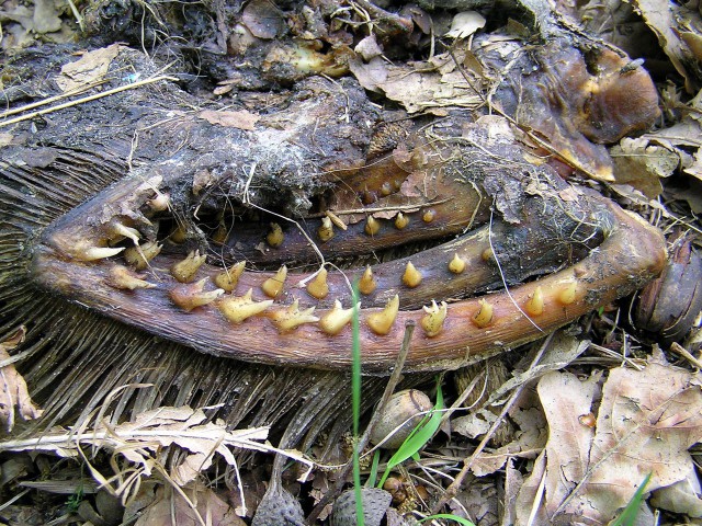 Weird Thing Dead Moscow Forest 4