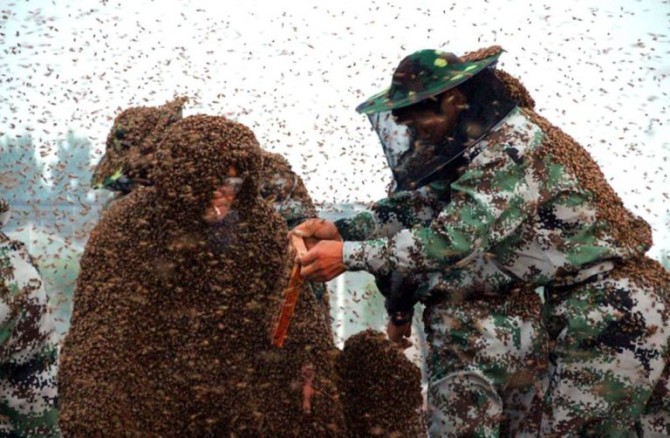 World Record Covered In Bees