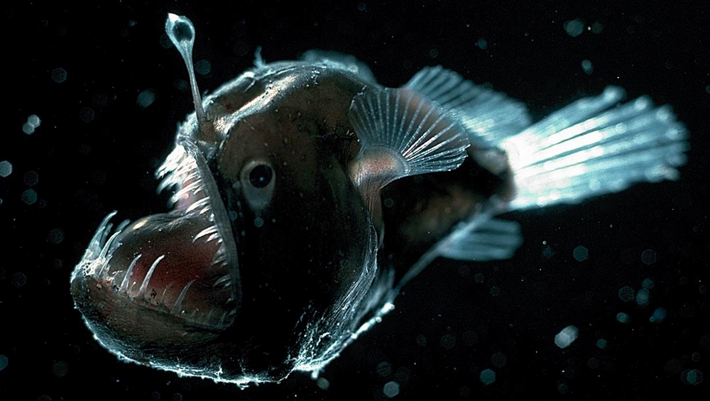 Amazing Ocean Photography - Angler Fish
