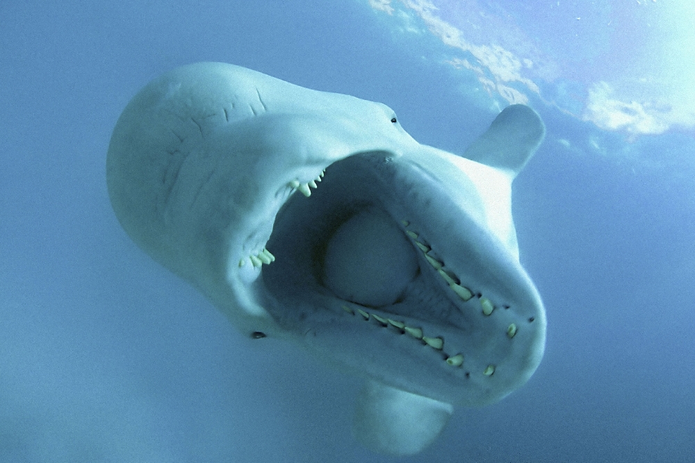 Amazing Ocean Photography - Beluga Whale