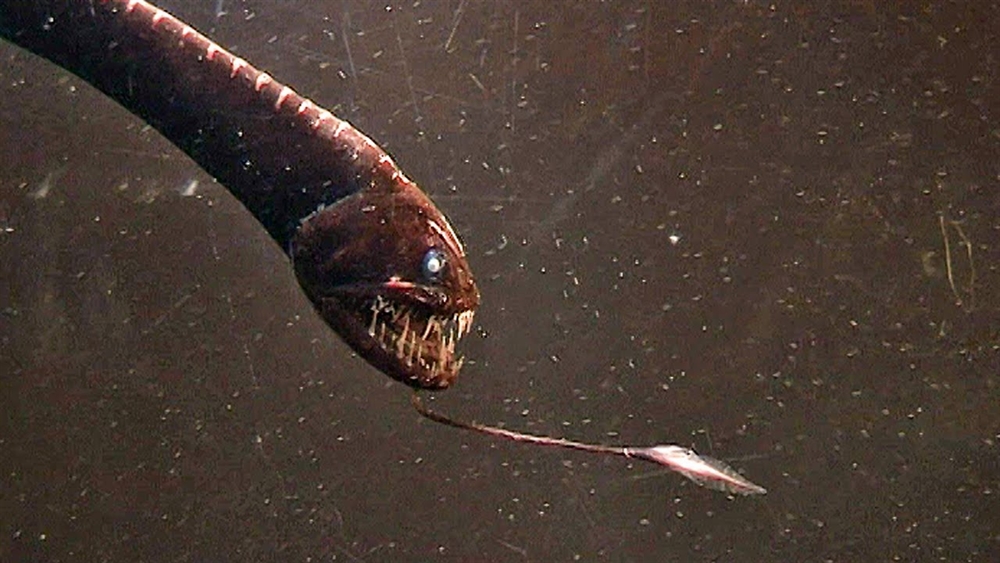 Amazing Ocean Photography - Dragon Fish