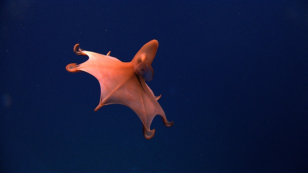 Amazing Ocean Photography - Dumbo Octopus
