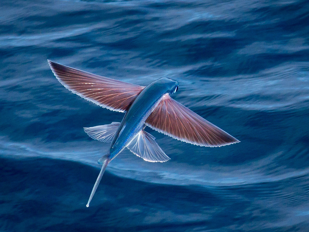 Amazing Ocean Photography - Flying Fish