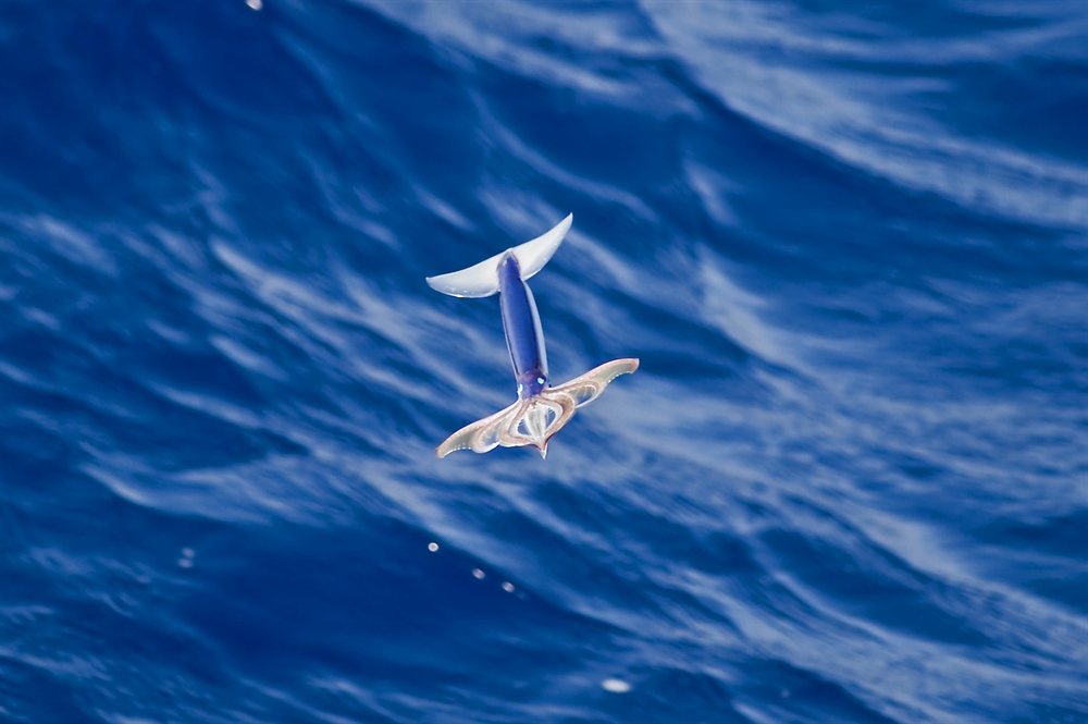 Amazing Ocean Photography - Flying Squid 2