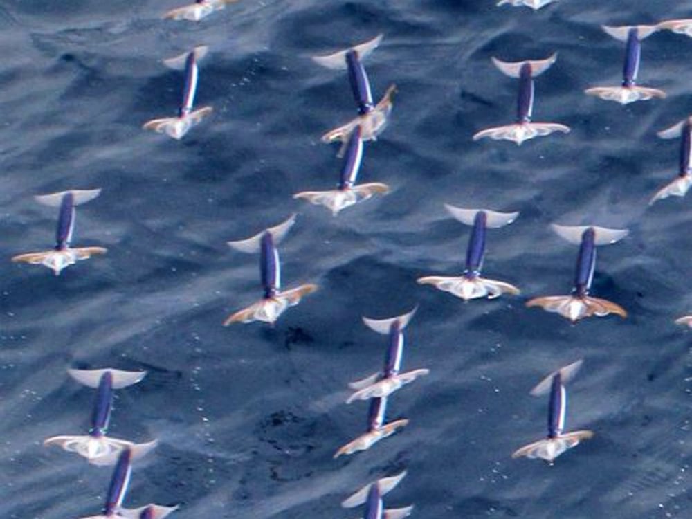 Amazing Ocean Photography - Flying Squid