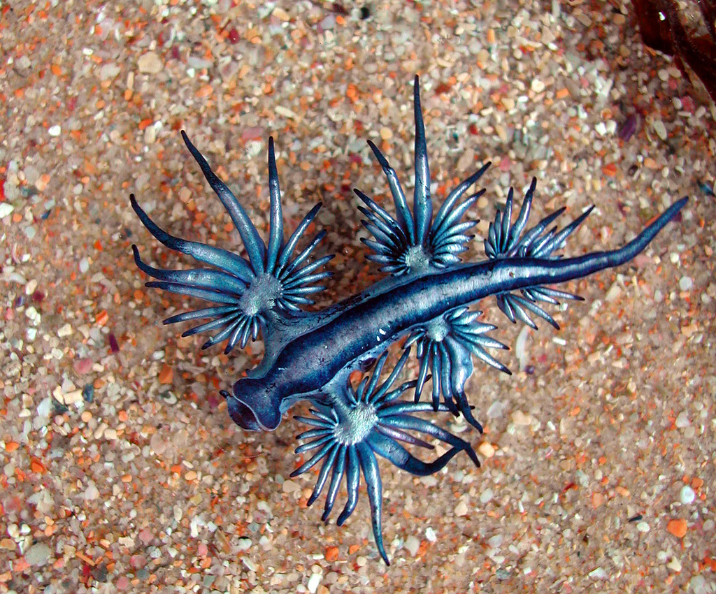 Amazing Ocean Photography - Glaucus atlanticus