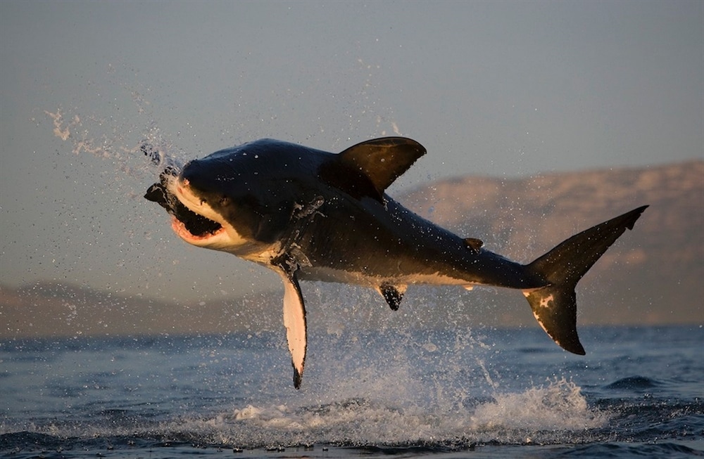 Amazing Ocean Photography - Great White Shark