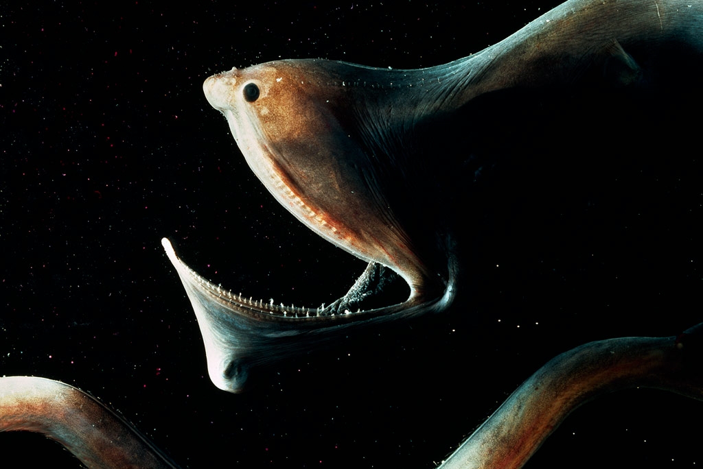 Amazing Ocean Photography - Gulper Eel
