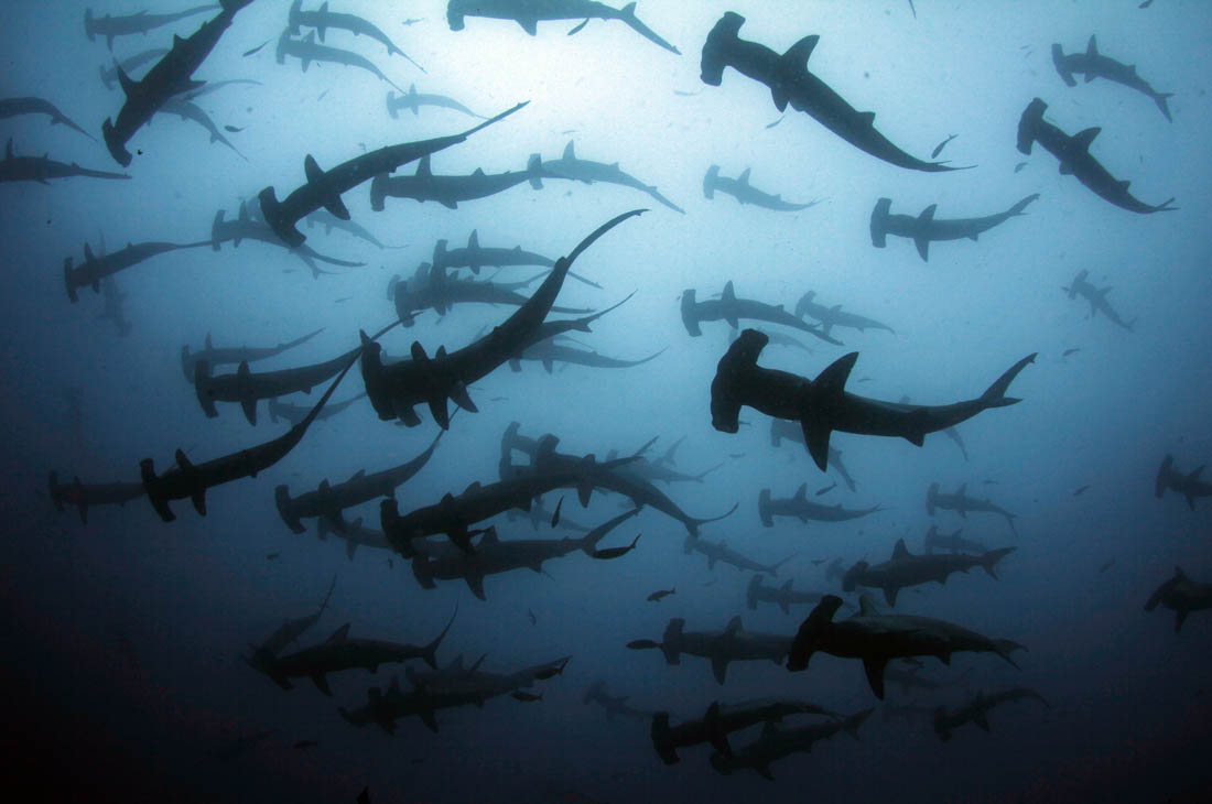 Amazing Ocean Photography - Hammer Head Shark