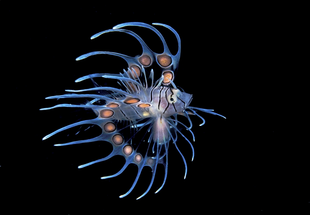 Amazing Ocean Photography - Juvenile Lion Fish