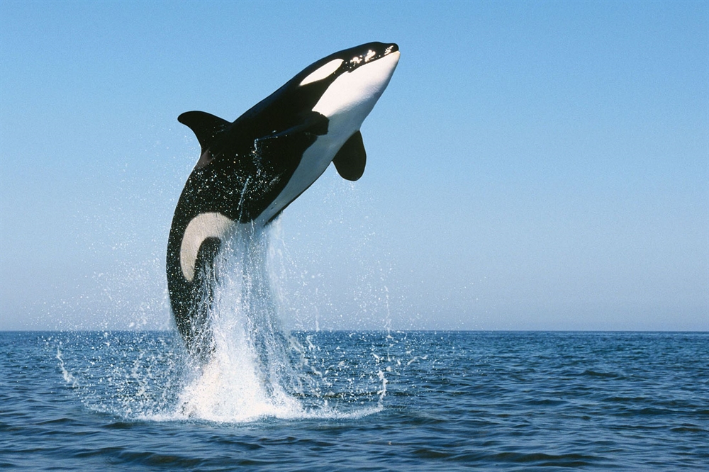 Amazing Ocean Photography - Leaping Orca