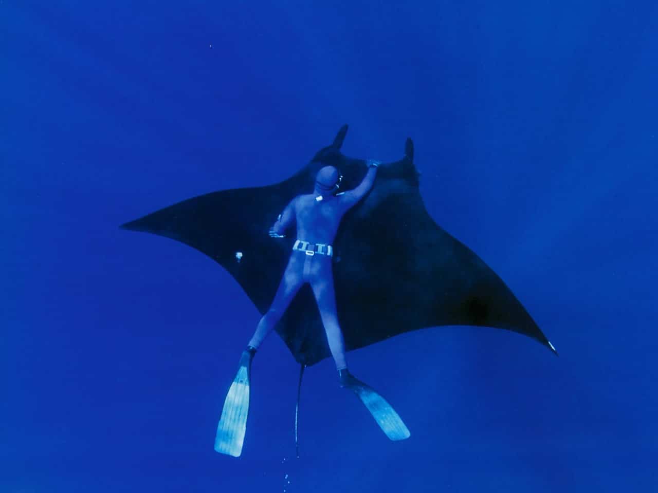 Amazing Ocean Photography - Manta Ray