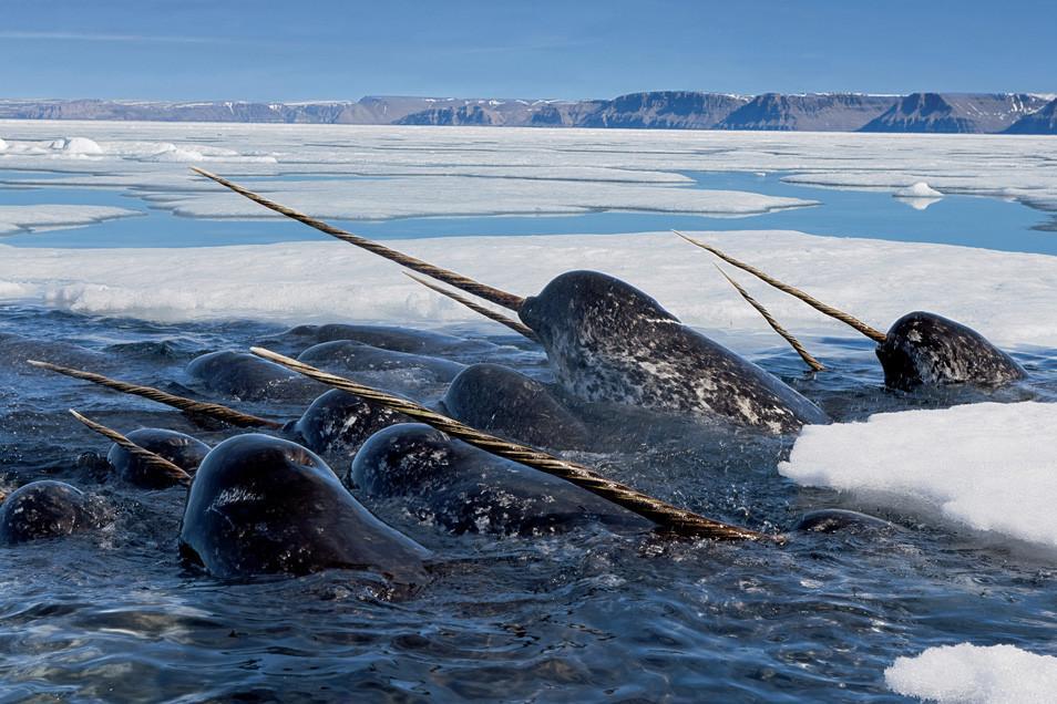 Amazing Ocean Photography - Narwhal