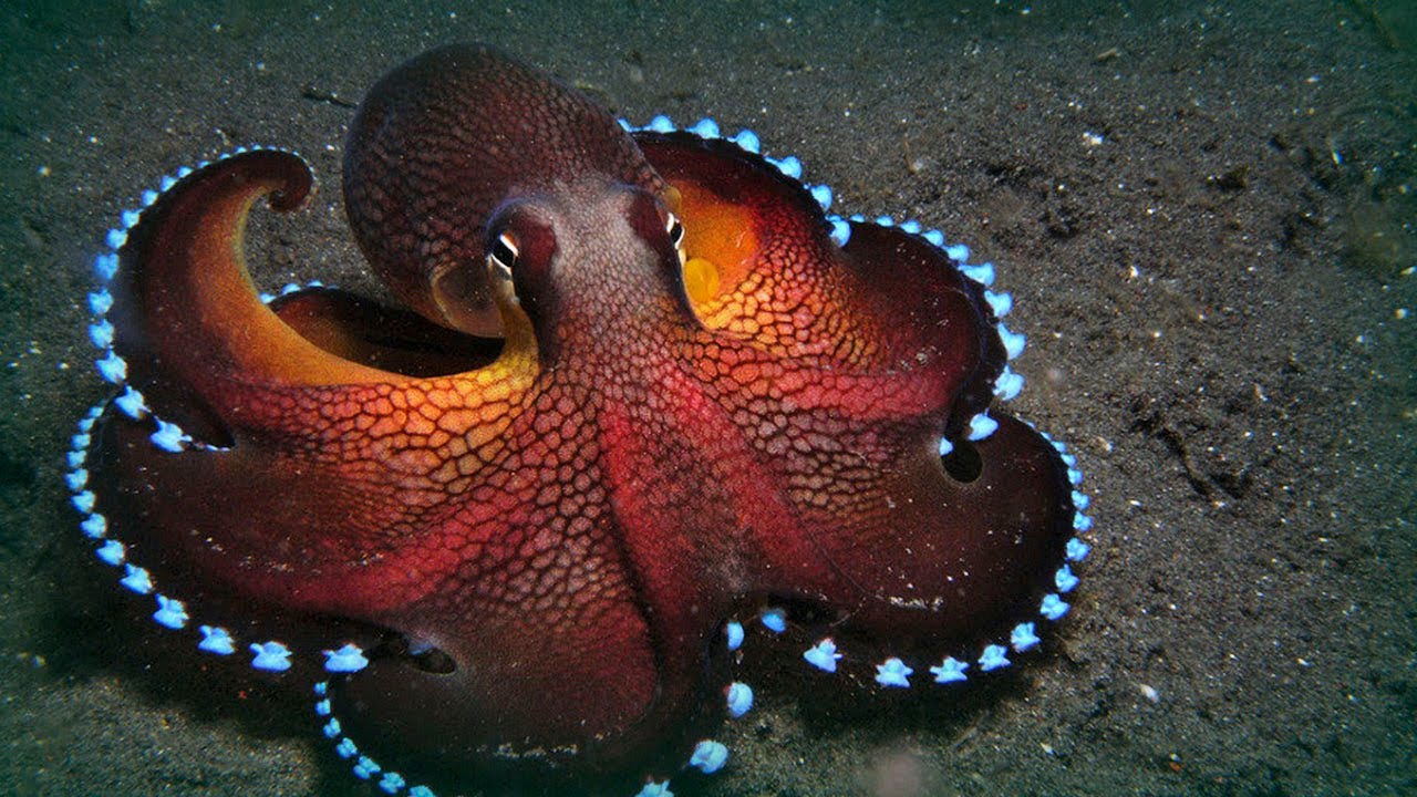 Amazing Ocean Photography - OPctopus