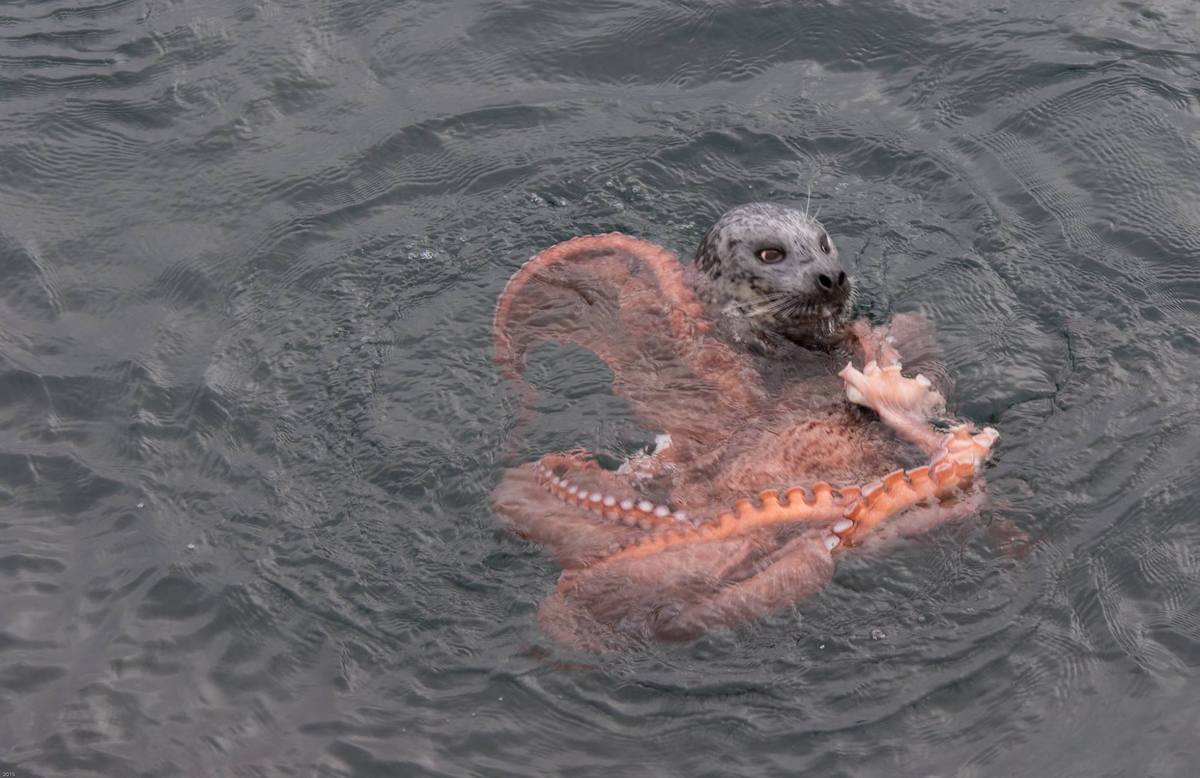 Amazing Ocean Photography - Seal Vs Octopus