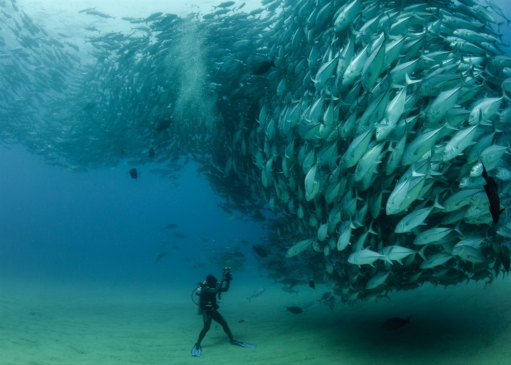 Amazing Ocean Photography - Shoal