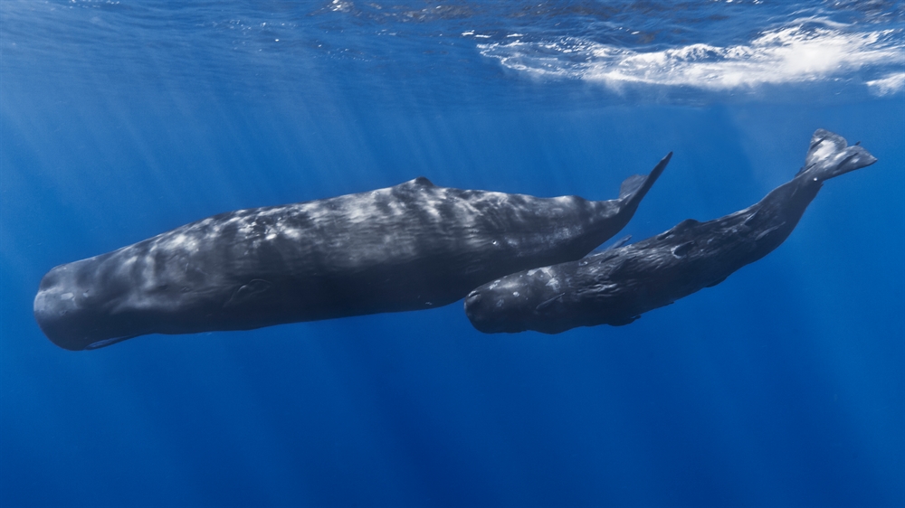 Amazing Ocean Photography - Sperm Whale Mother And Young