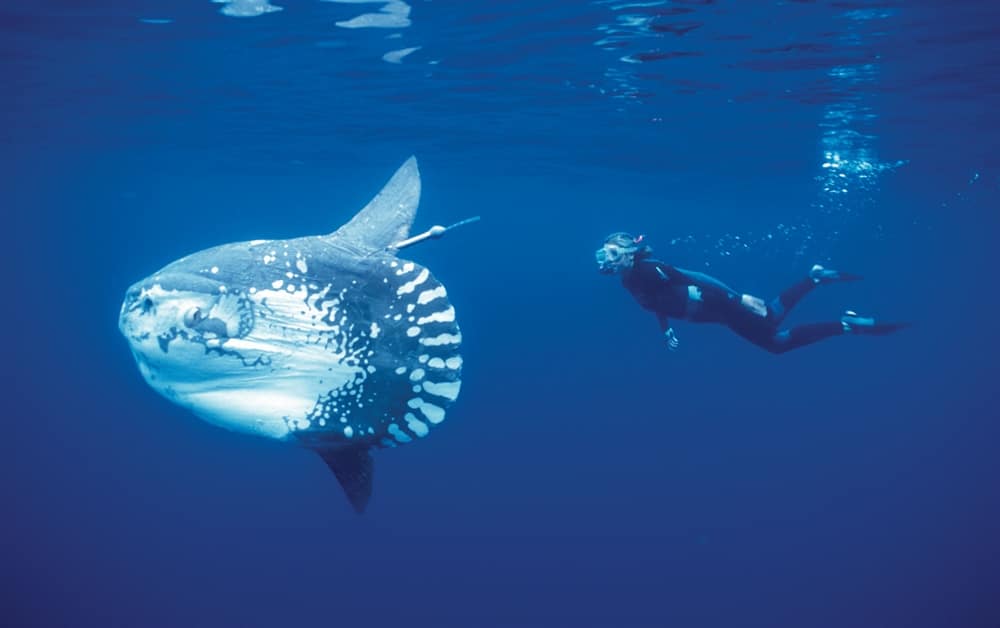 Amazing Ocean Photography - Sun Fish