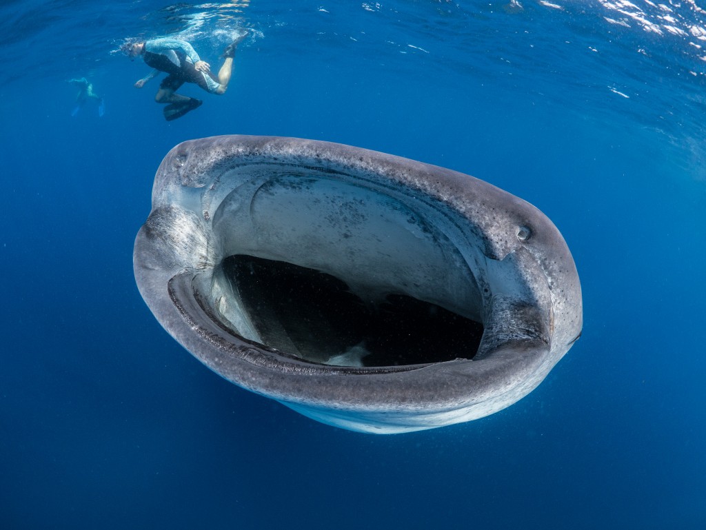 Amazing Ocean Photography - Whale Shark