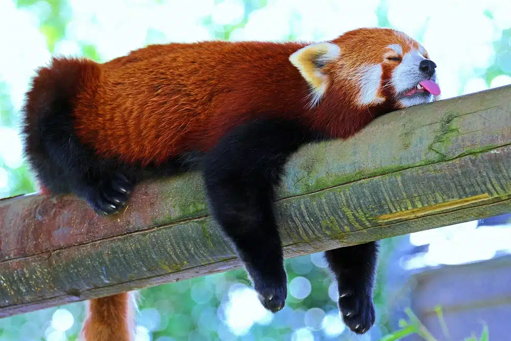 Amazing Sleep Experiments - Red Panda