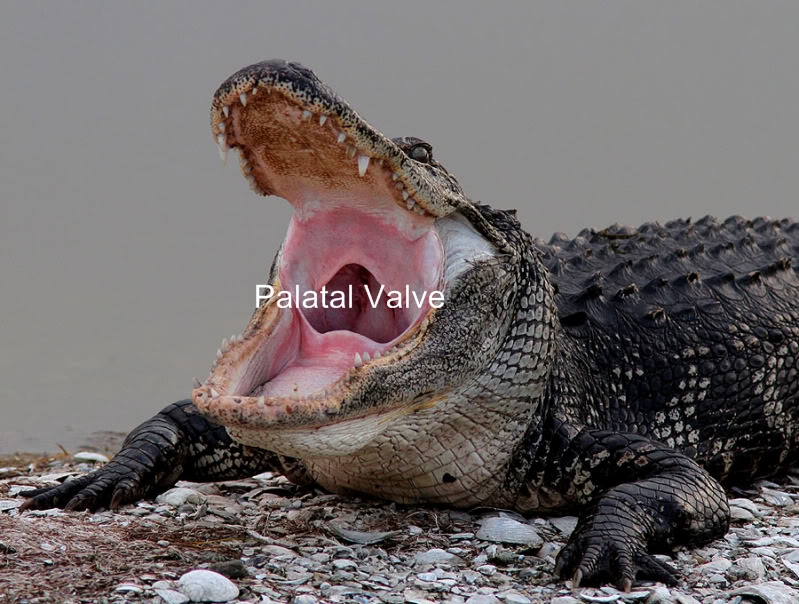 Animal Attack - Alligator - Palatal Valve