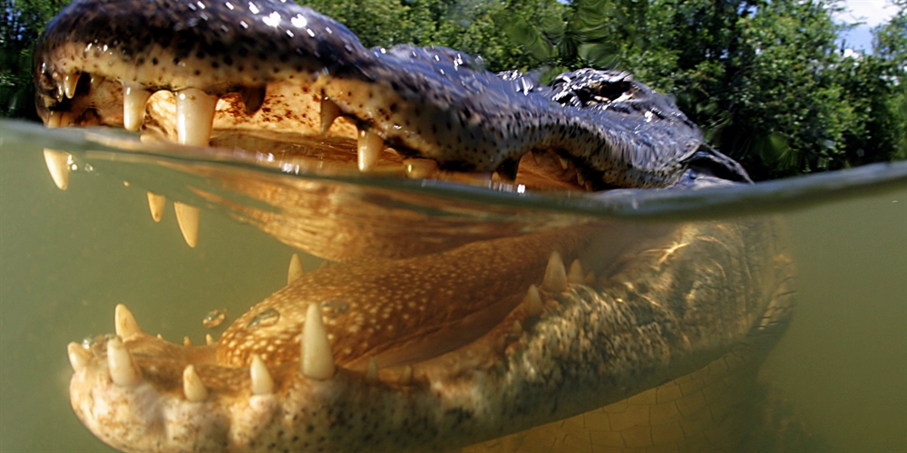 Animal Attack - Alligator