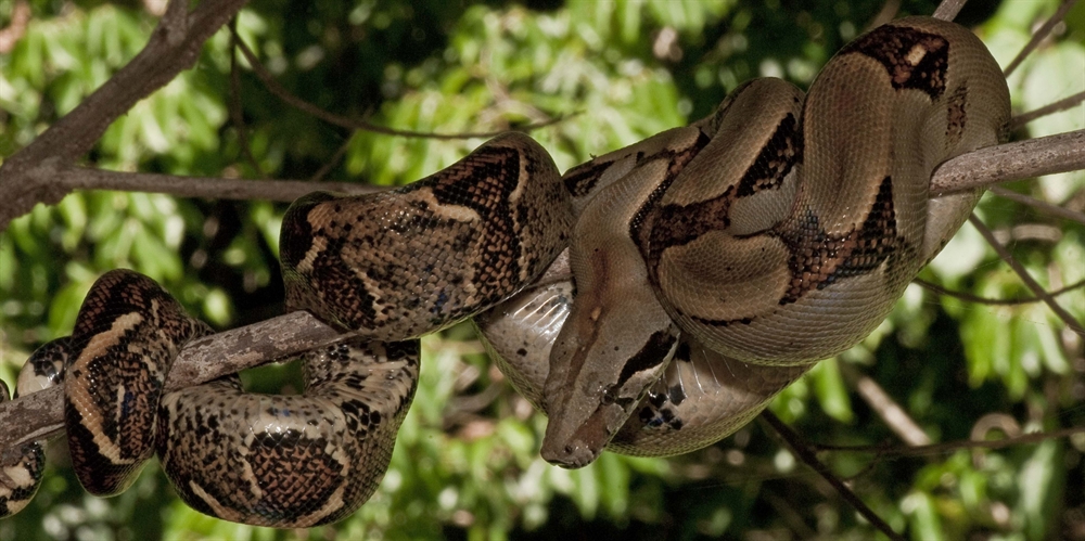 Animal Attack - Boa Constrictor