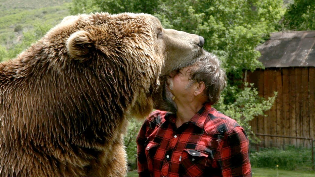 Animal Attack - Grizzly Bear