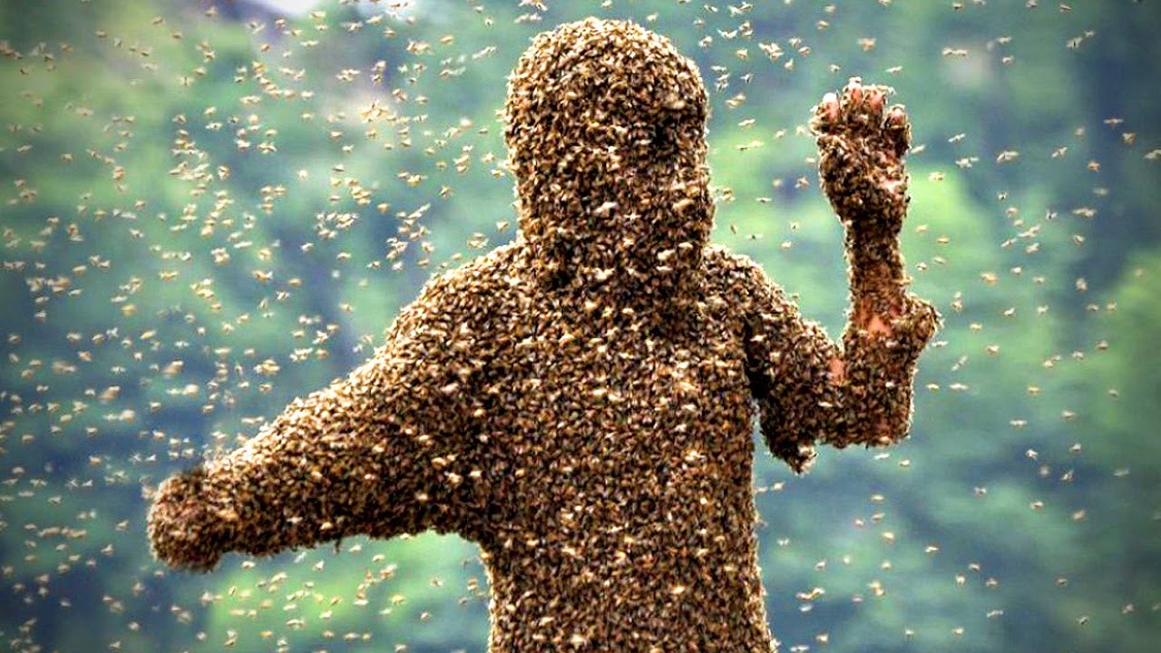 Animal Attack - Killer Bees