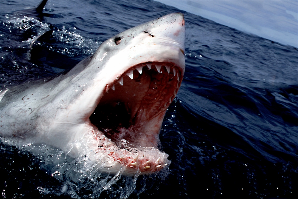 Animal Attack - Shark