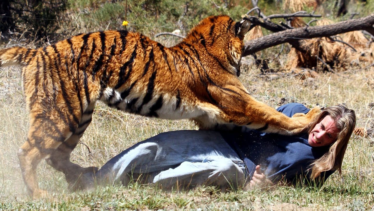 Animal Attack - Tiger
