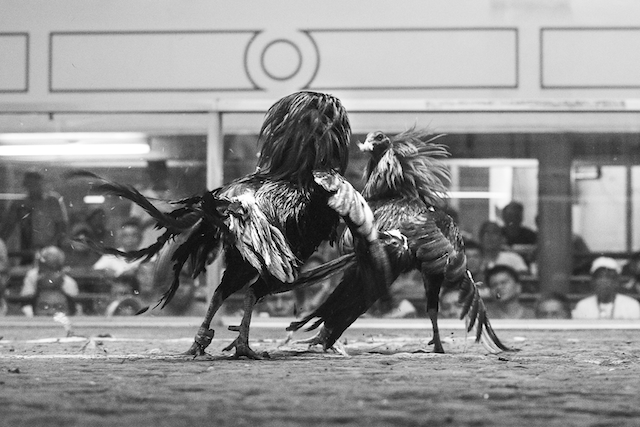 Cockfighting Philippines 13