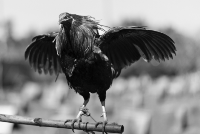 Cockfighting Philippines 2