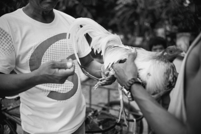 Cockfighting Philippines 6