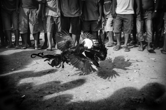 Cockfighting Philippines 7