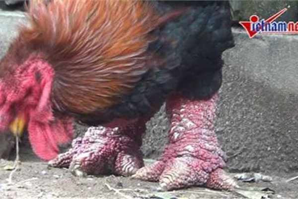 Dong Tao chicken 4