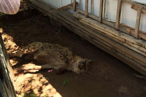 Georgia - Zoo Dead Hyena