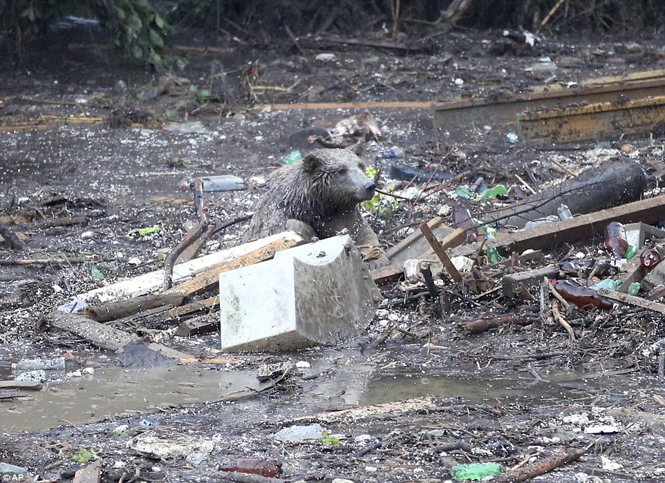 Georgia - Zoo Escaped Bear 2