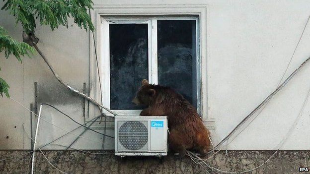 Georgia - Zoo Escaped Bear Half Way Up A House