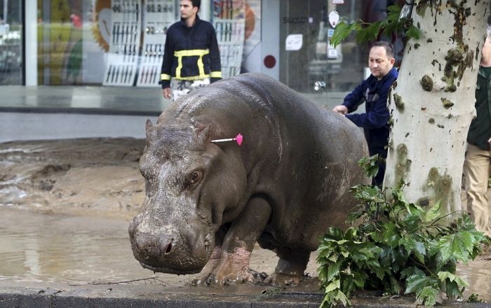 Georgia - Zoo Escaped Hippo Dart