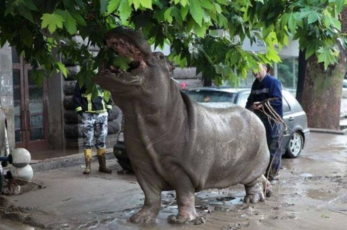 Georgia - Zoo Escaped Hippo Eating Leaves